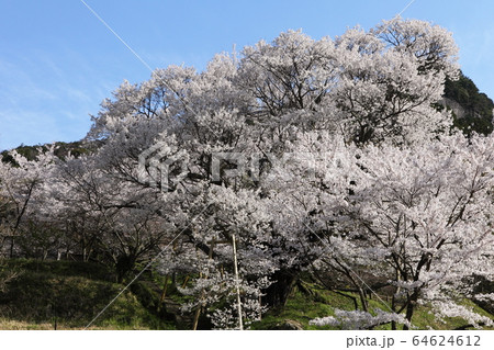 佛隆寺の千年桜の写真素材