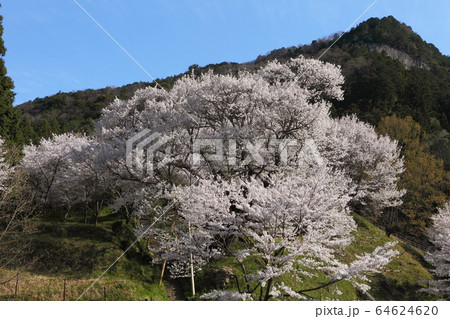 佛隆寺の千年桜 64624620