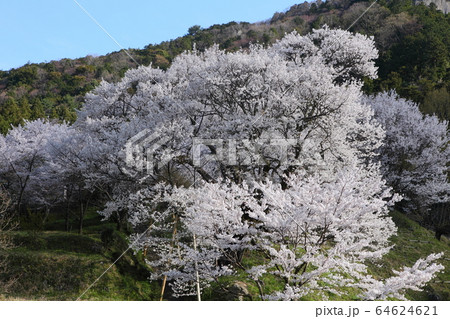 佛隆寺の千年桜 64624621