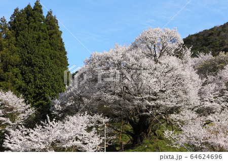 佛隆寺の千年桜 佛隆寺の千年桜 64624696