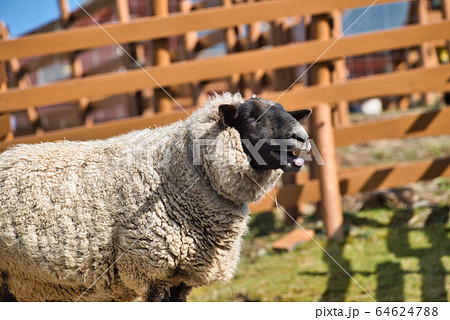 ひつじ　サフォーク　旭山動物園 64624788