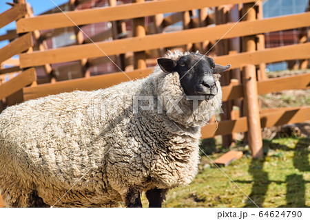 ひつじ　サフォーク　旭山動物園 64624790