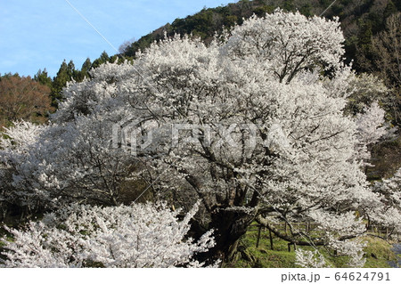 佛隆寺の千年桜 佛隆寺の千年桜 64624791