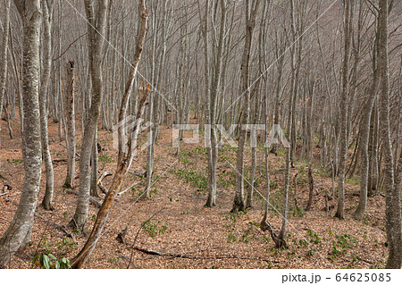 早春のブナの森－梁取のブナ林　福島県只見町 64625085