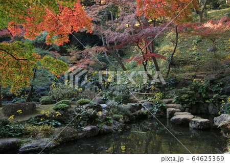 殿ヶ谷戸庭園の紅葉~池をめぐりながら 殿ヶ谷戸庭園の紅葉~池をめぐりながら 64625369