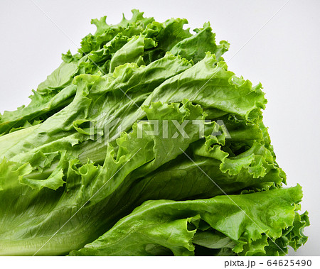 グリーンリーフ 野菜 グリーンリーフ 野菜 64625490