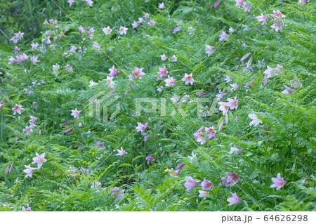 ヒメサユリの花 64626298