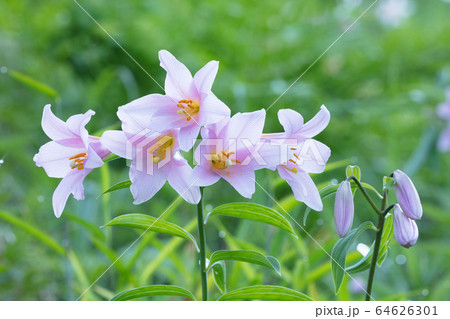 ヒメサユリの花 64626301