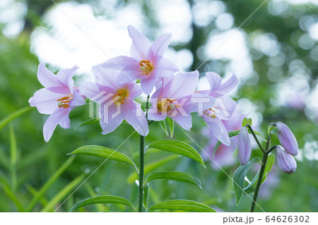 ヒメサユリの花 64626302