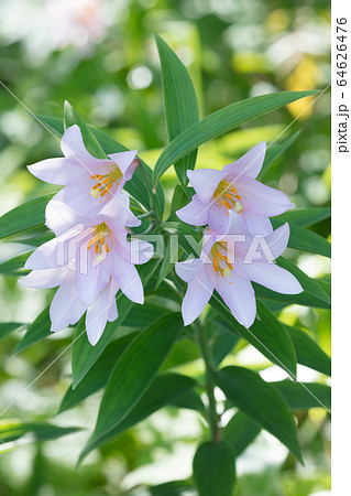 ヒメサユリの花 64626476