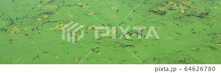 The surface of an old swamp covered with duckweed The surface of an old swamp covered with duckweed 64626780