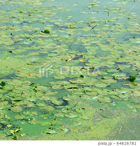 The surface of an old swamp covered with duckweed The surface of an old swamp covered with duckweed 64626781