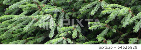 Fluffy green fir tree brunch close up. Christmas 64626829