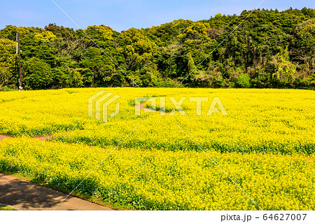 展海峰の菜の花　【長崎県佐世保市】 64627007