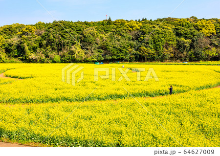 展海峰の菜の花　【長崎県佐世保市】 64627009