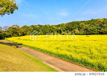 展海峰の菜の花　【長崎県佐世保市】 64627010