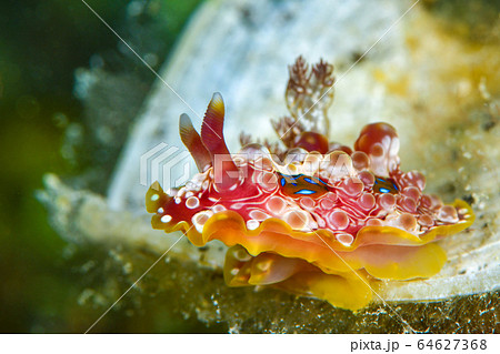 ミヤコウミウシ ミヤコウミウシ 64627368