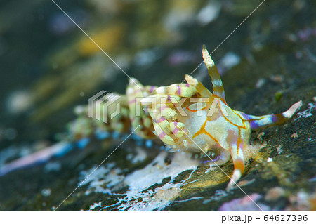 トウリンミノウミウシ 64627396