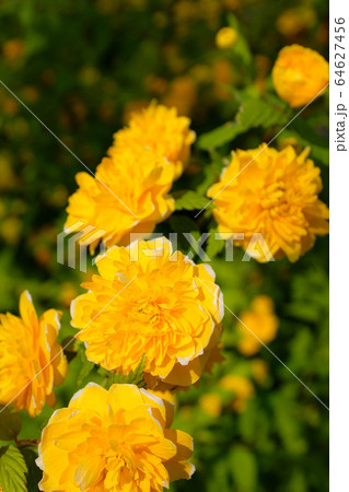 八重咲きのヤマブキの開花 c-1 八重咲きのヤマブキの開花 c-1 64627456