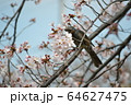 桜の花の蜜を吸うヒヨドリ 64627475