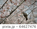 桜にたそがれるヒヨドリ 64627476