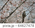 桜の木にとまり、こちらを見つめるヒヨドリ 64627478