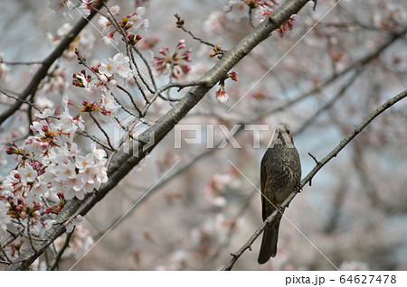 桜の木にとまり こちらを見つめるヒヨドリの写真素材