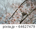 桜の枝をつつくヒヨドリ 64627479