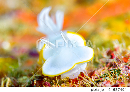 メレンゲウミウシ メレンゲウミウシ 64627494