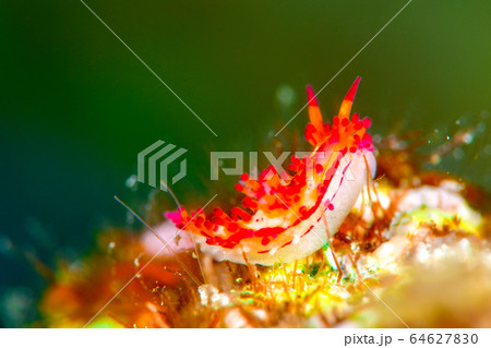 センヒメウミウシ センヒメウミウシ 64627830