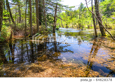 《長野県》上高地岳沢湿原・梓川の清流 64628378