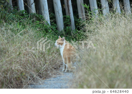猫 猫 64628440