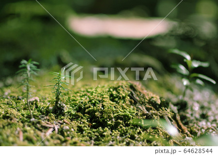 苔の道 64628544