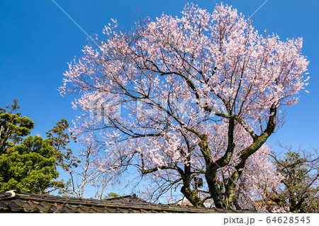 金沢の黒門前緑地の桜 64628545