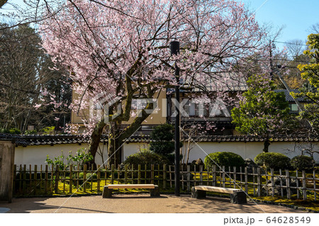 金沢の黒門前緑地の桜 64628549