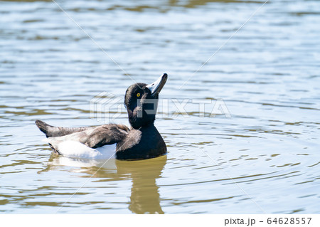 キンクロハジロ 64628557