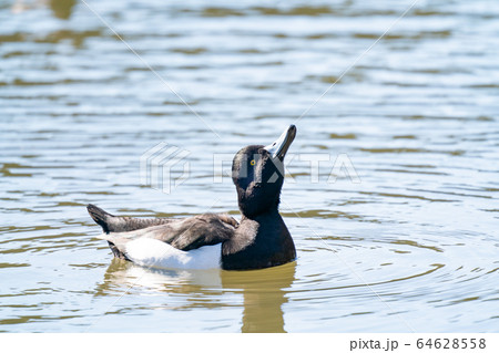 キンクロハジロ 64628558