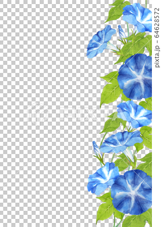 牽牛花水彩 牽牛花水彩 64628572