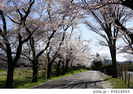 4月　長瀞05井戸の桜並木 64628604