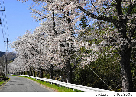 4月　長瀞03井戸の桜並木 64628606