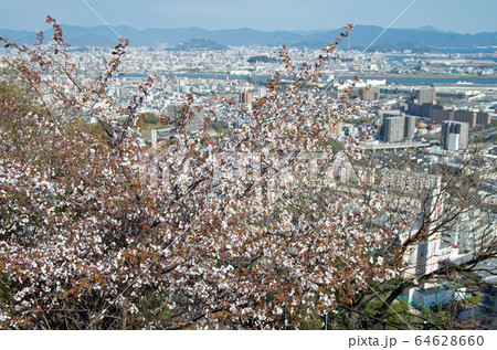 鈴が峰公園の桜の景色 鈴が峰公園の桜の景色 64628660