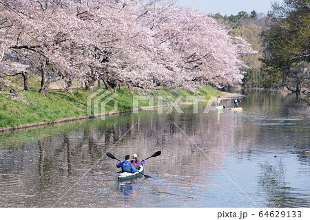 家族でお花見カヤック（福岡堰の桜）の写真素材 [64629133] - PIXTA