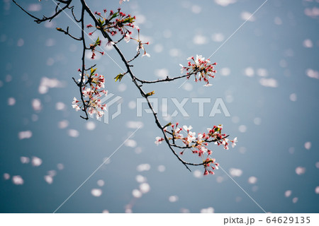 花びら舞い散る桜(福岡堰) 花びら舞い散る桜(福岡堰) 64629135