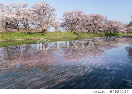 福岡堰の水面を流れる桜 花筏 の写真素材