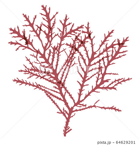 海藻 紅藻類 ベクター素材 ヒサクサのイラスト素材