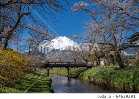 忍野八海　富士山　桜 64629291
