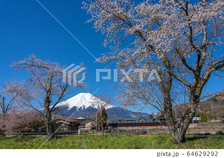 忍野八海　富士山　桜 64629292