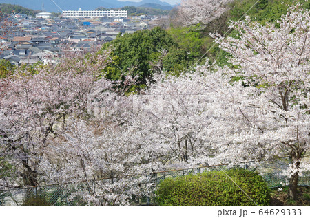 美鈴が丘団地の公園の桜の景色 64629333