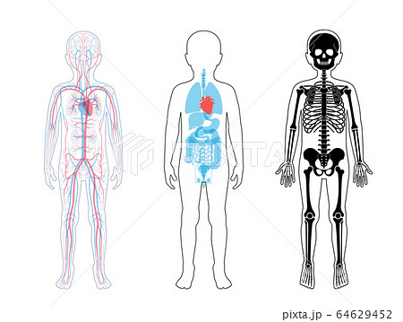 Internal structure of human child body
 64629452