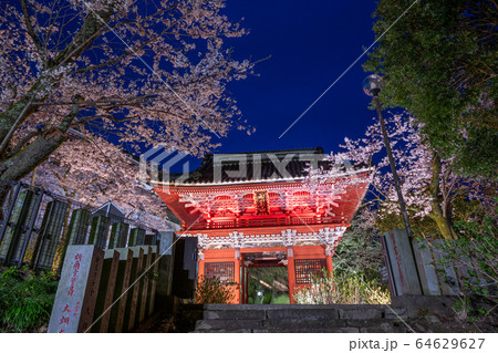 雨引観音の桜 64629627